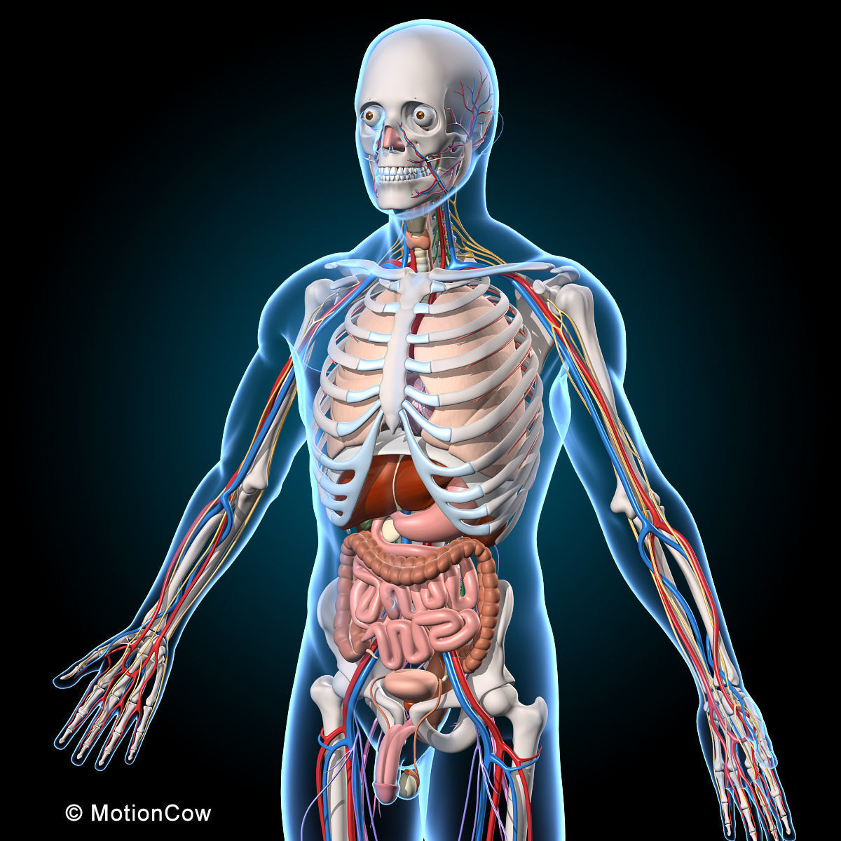 Ultimate Human Anatomy - Rigged 3D model_20