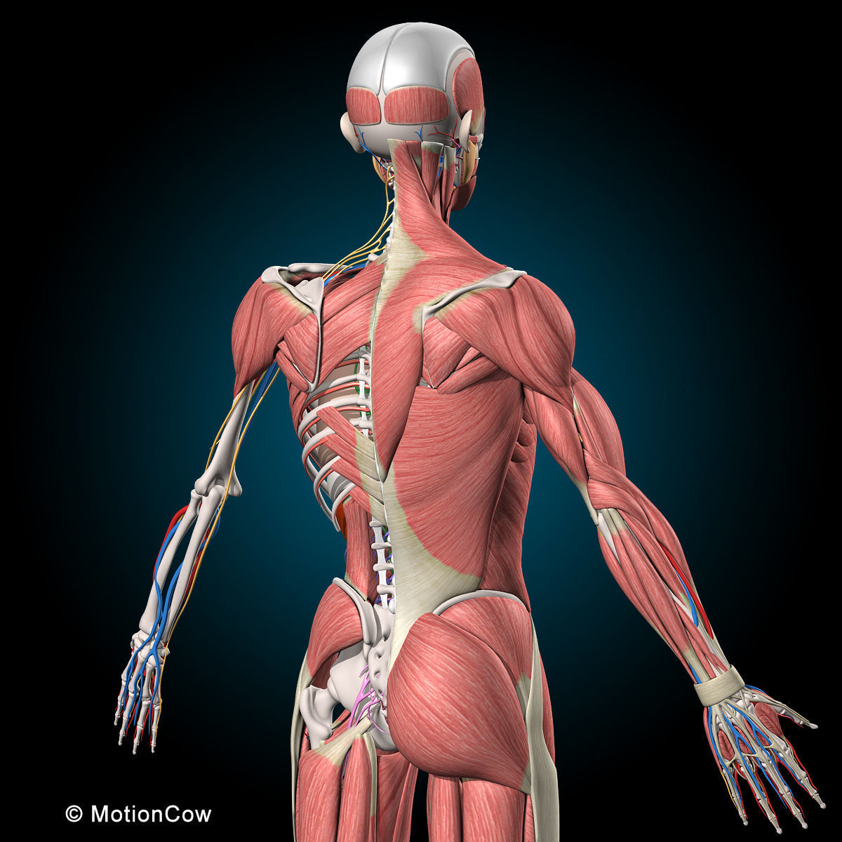 Ultimate Human Anatomy - Rigged 3D model_25
