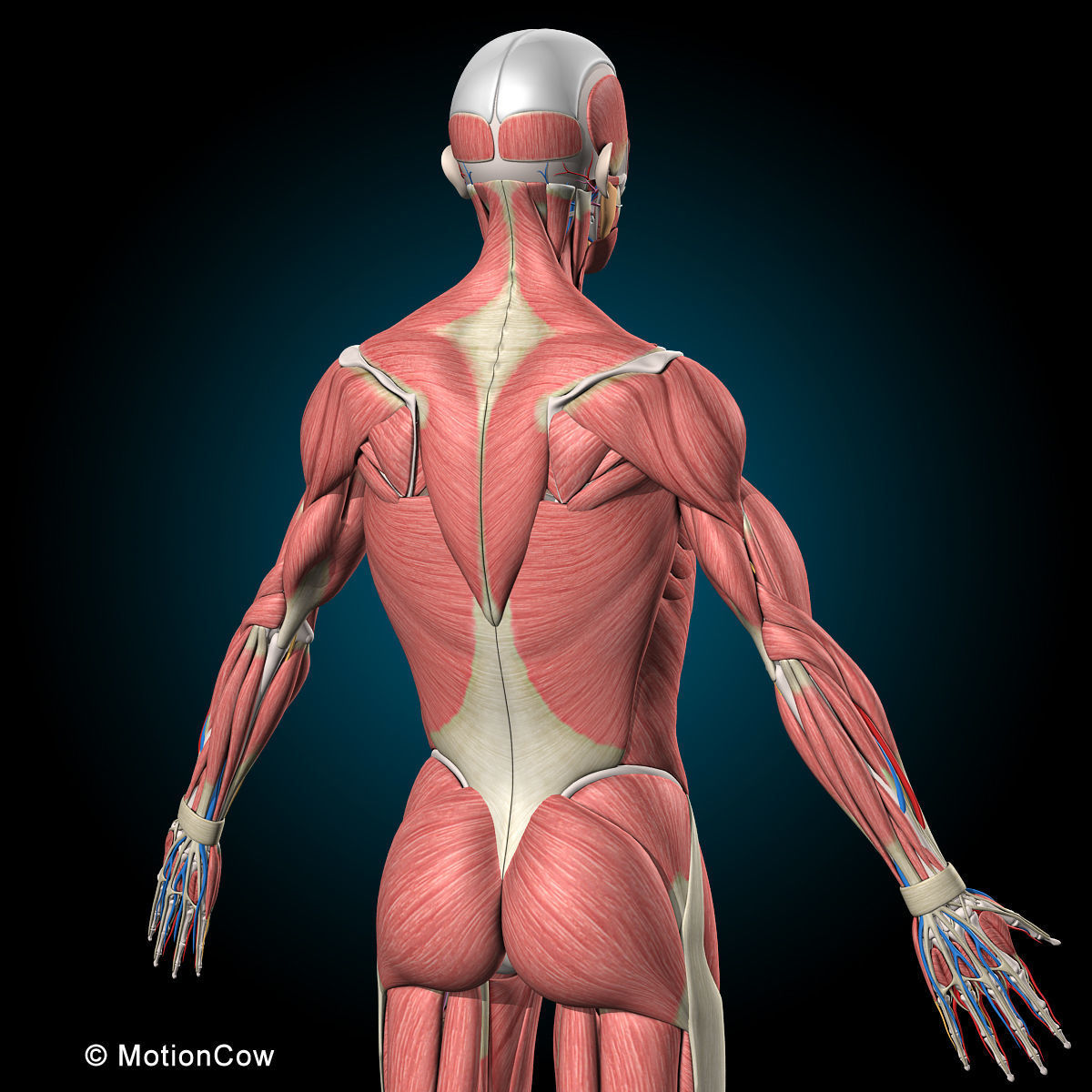 Ultimate Human Anatomy - Rigged 3D model_24