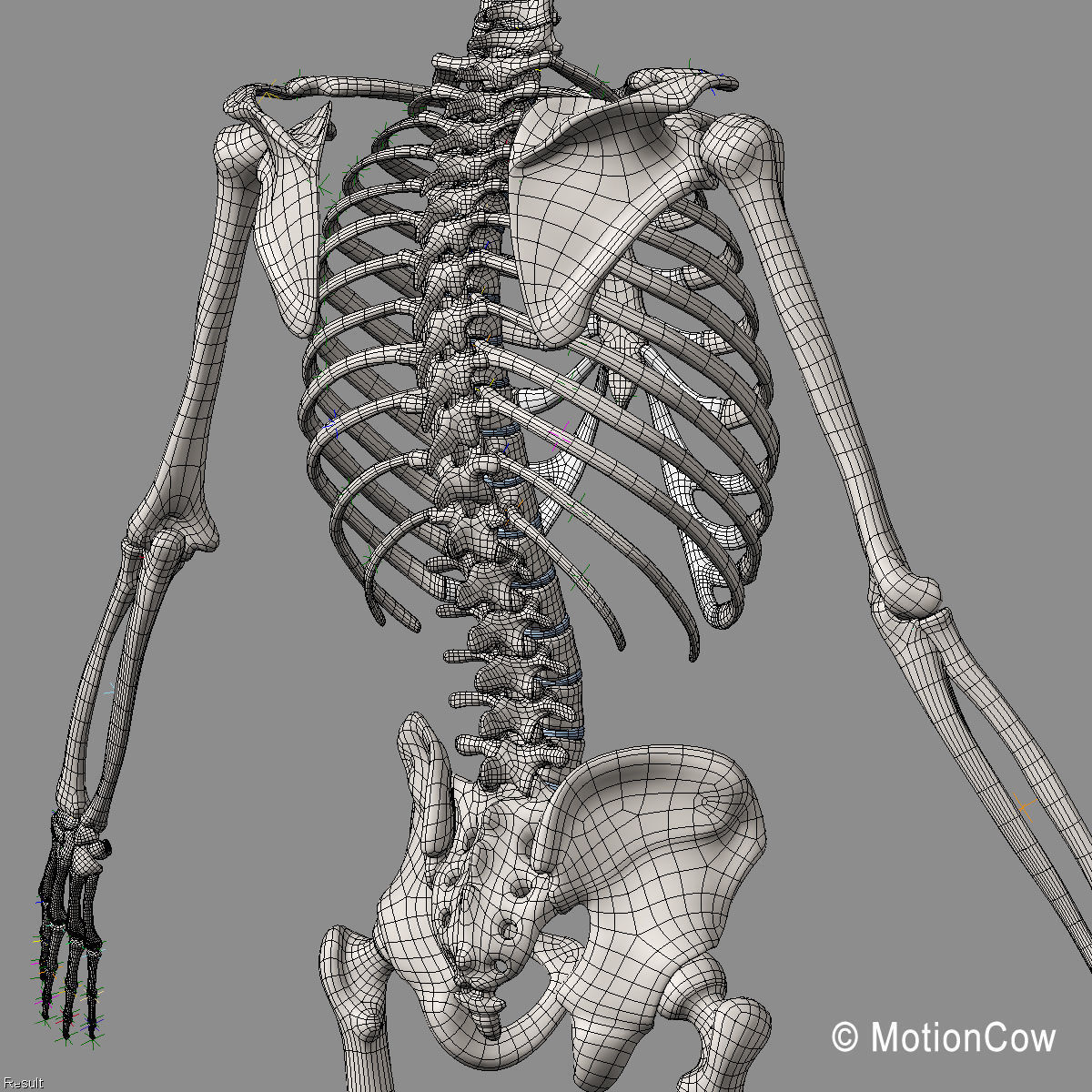 Ultimate Human Anatomy - Rigged 3D model_110