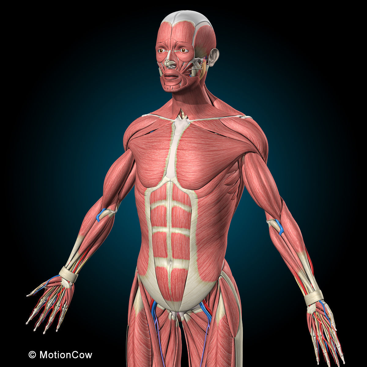 Ultimate Human Anatomy - Rigged 3D model_18