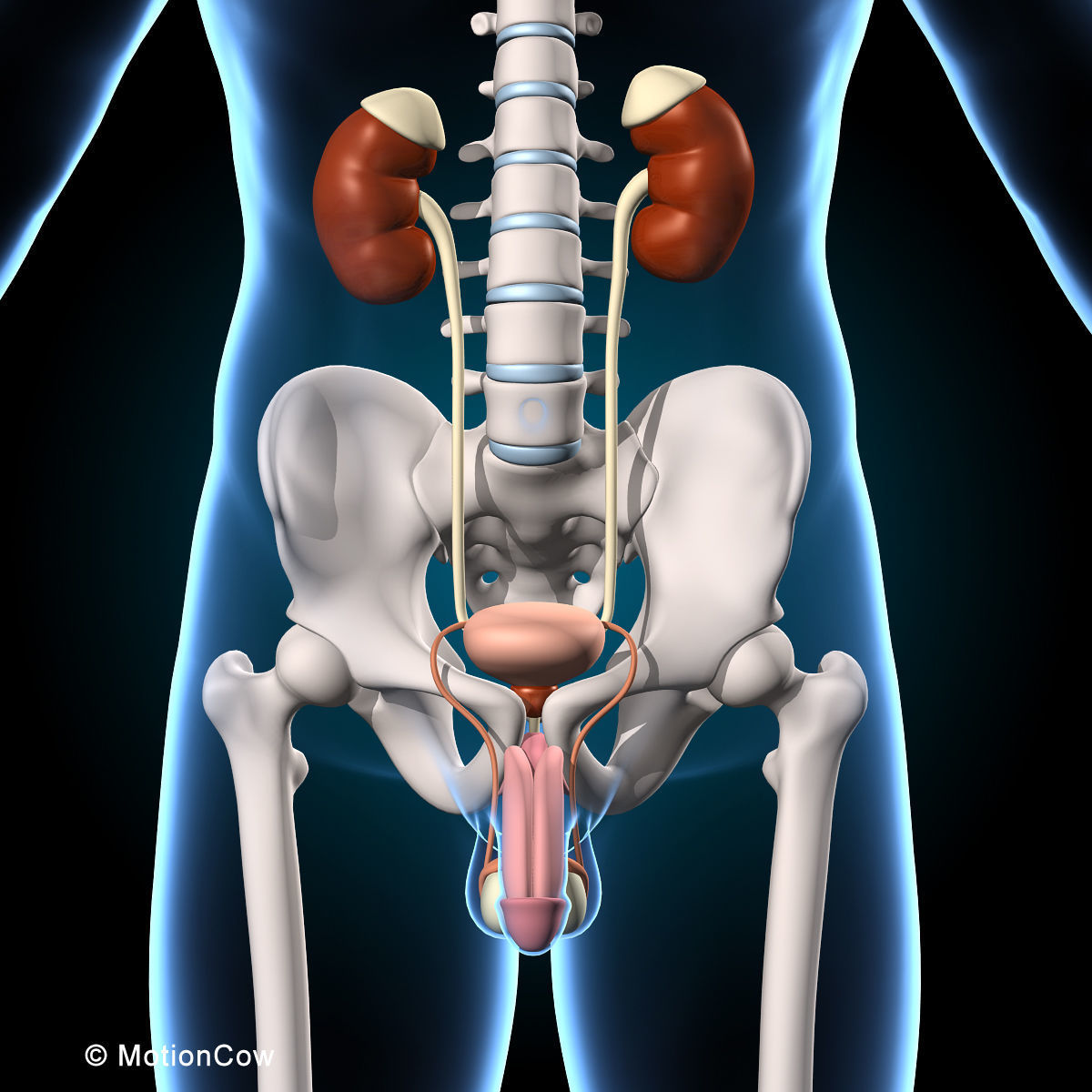 Ultimate Human Anatomy - Rigged 3D model_33