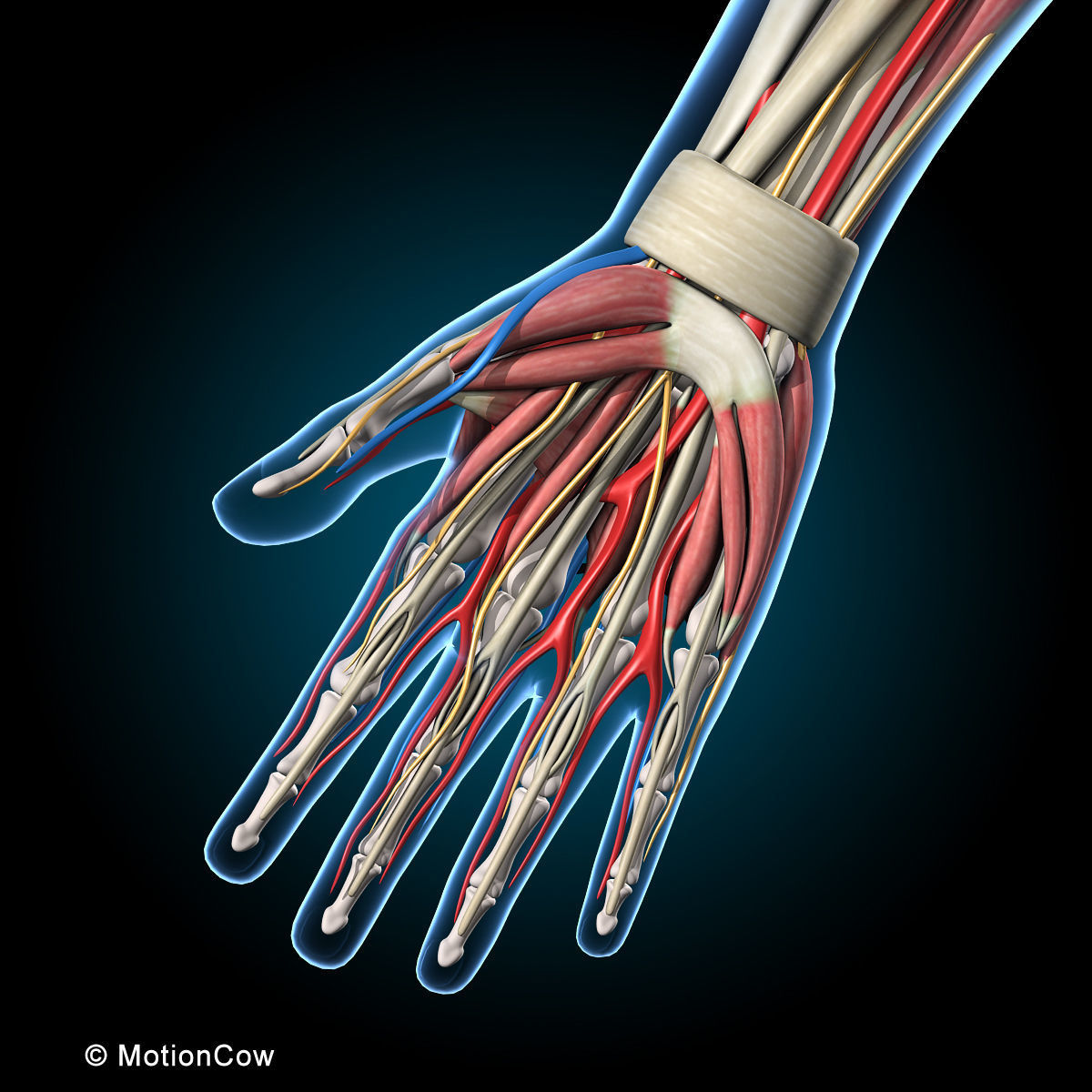 Ultimate Human Anatomy - Rigged 3D model_36