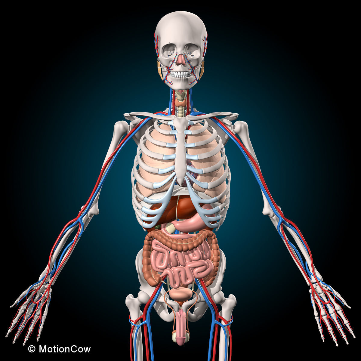 Ultimate Human Anatomy - Rigged 3D model_9