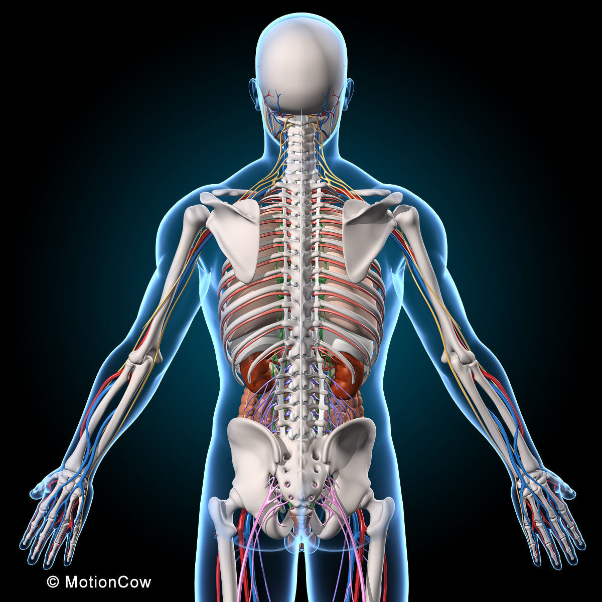 Ultimate Human Anatomy - Rigged 3D model_14