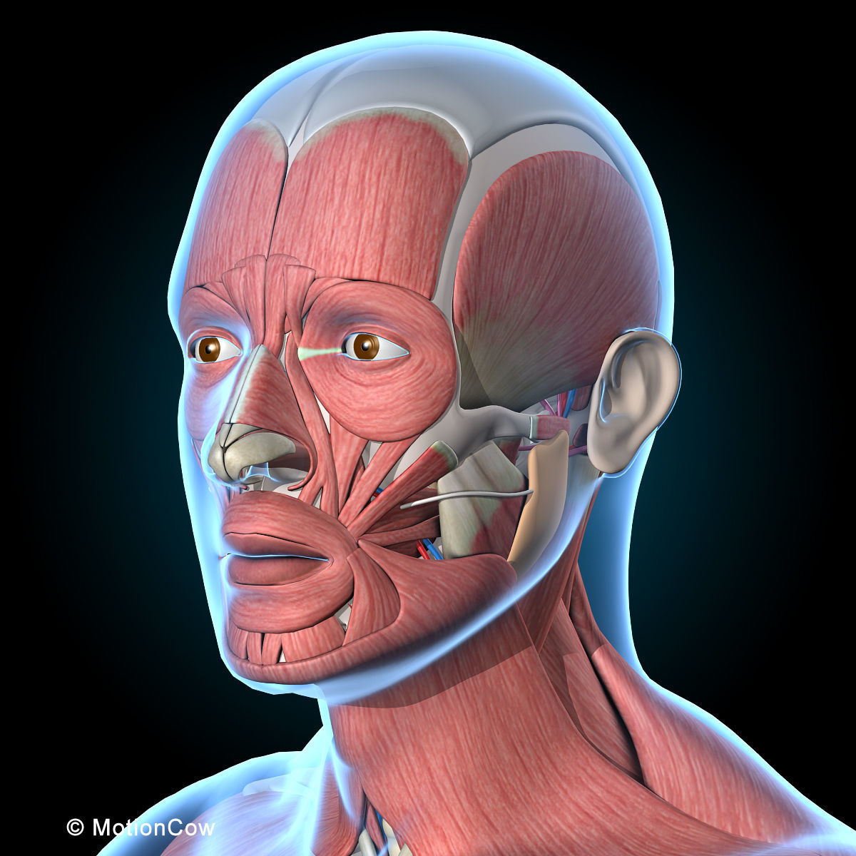 Ultimate Human Anatomy - Rigged 3D model_41