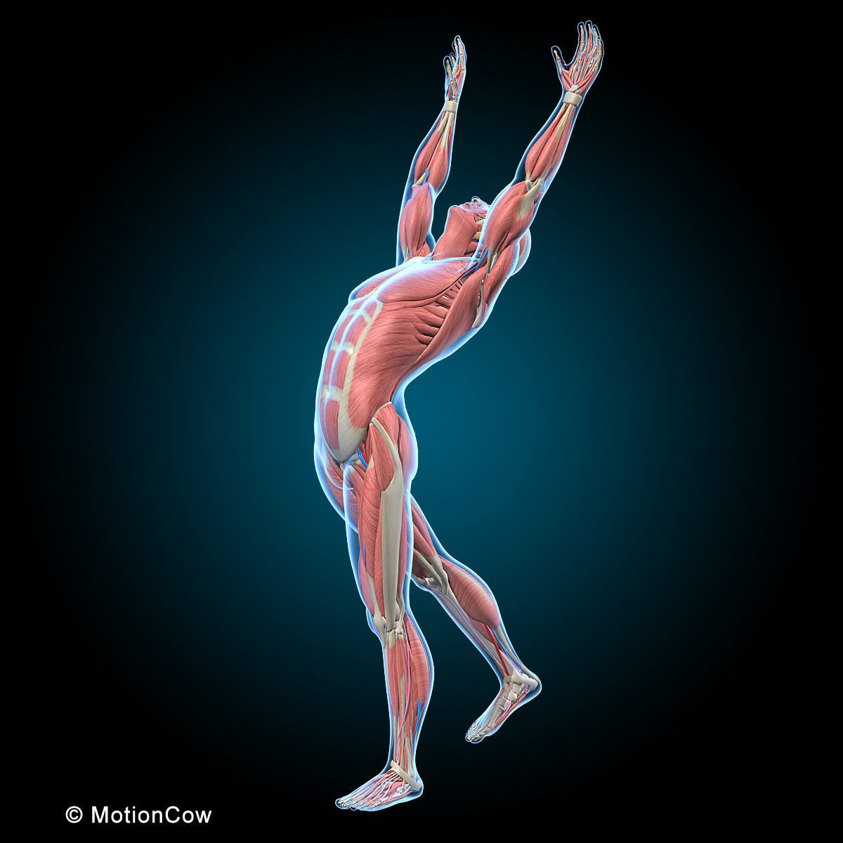 Ultimate Human Anatomy - Rigged 3D model_49