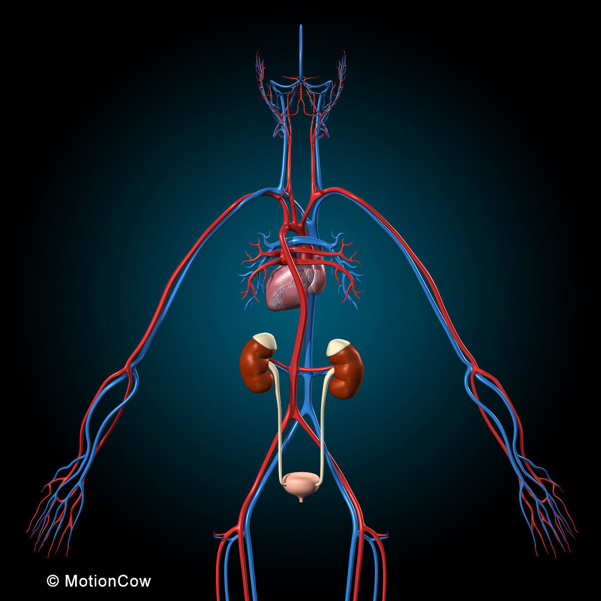 Ultimate Human Anatomy - Rigged 3D model_17