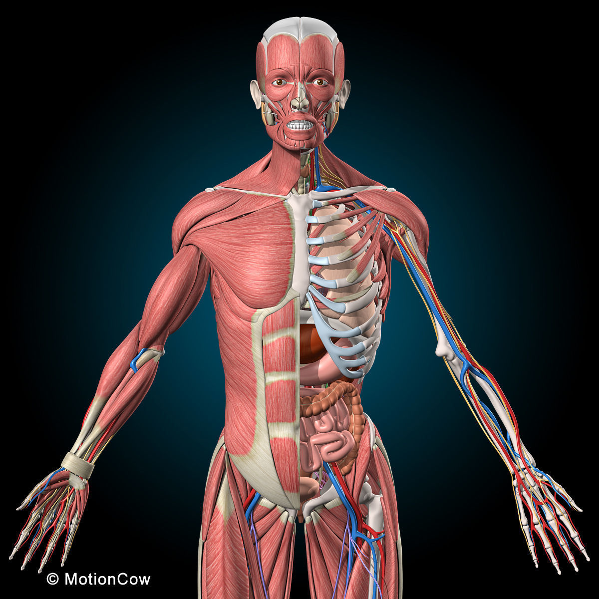 Ultimate Human Anatomy - Rigged 3D model_7