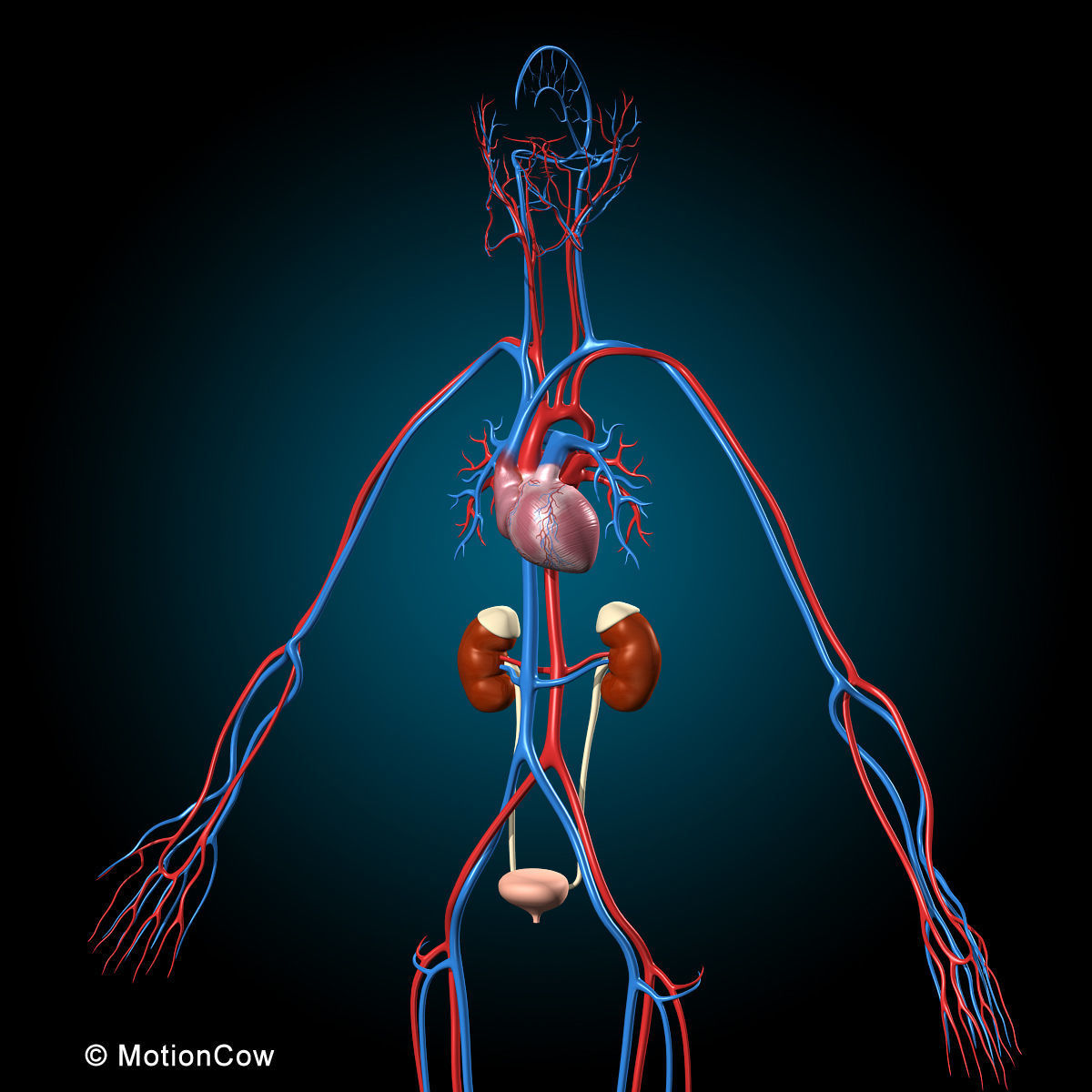 Ultimate Human Anatomy - Rigged 3D model_23