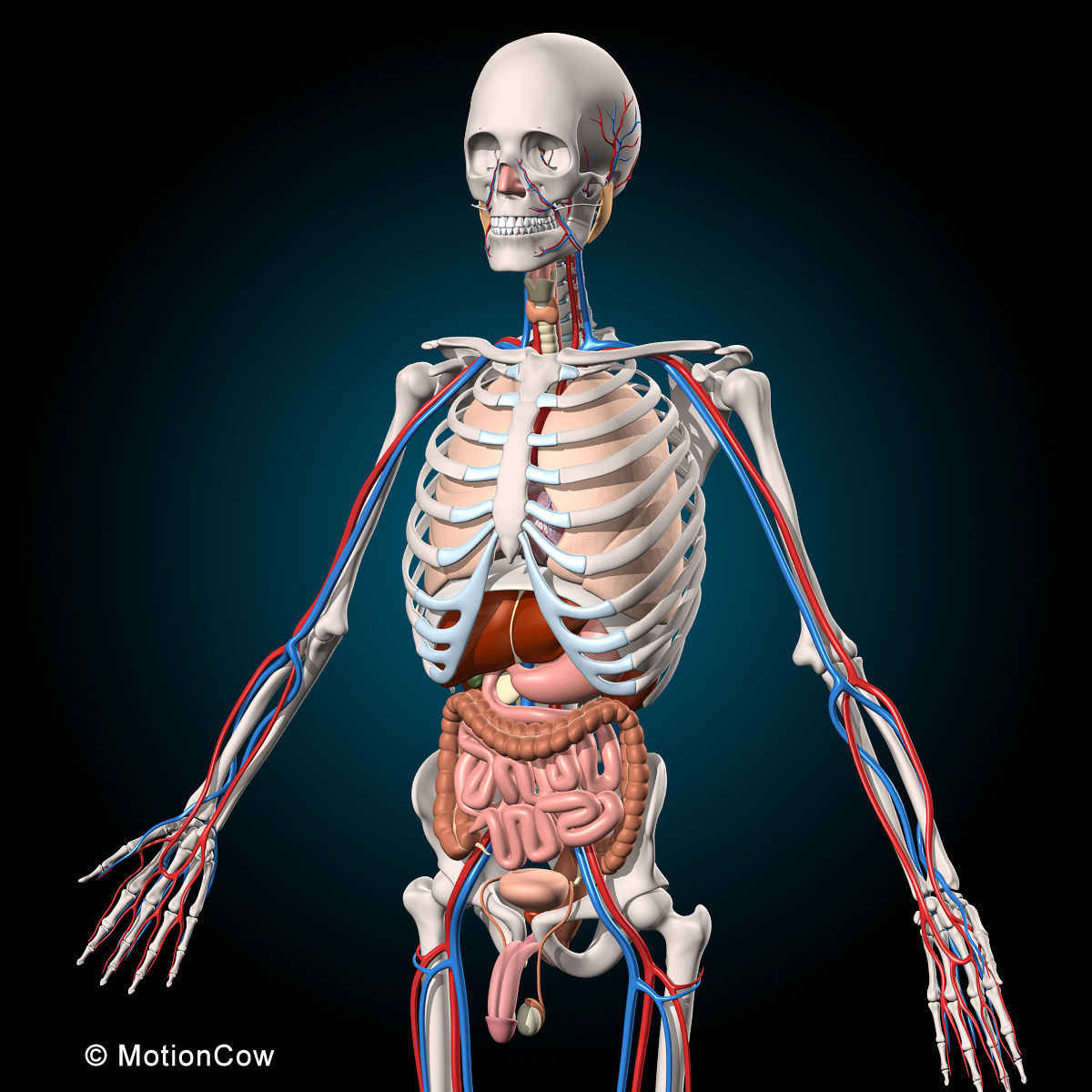 Ultimate Human Anatomy - Rigged 3D model_21