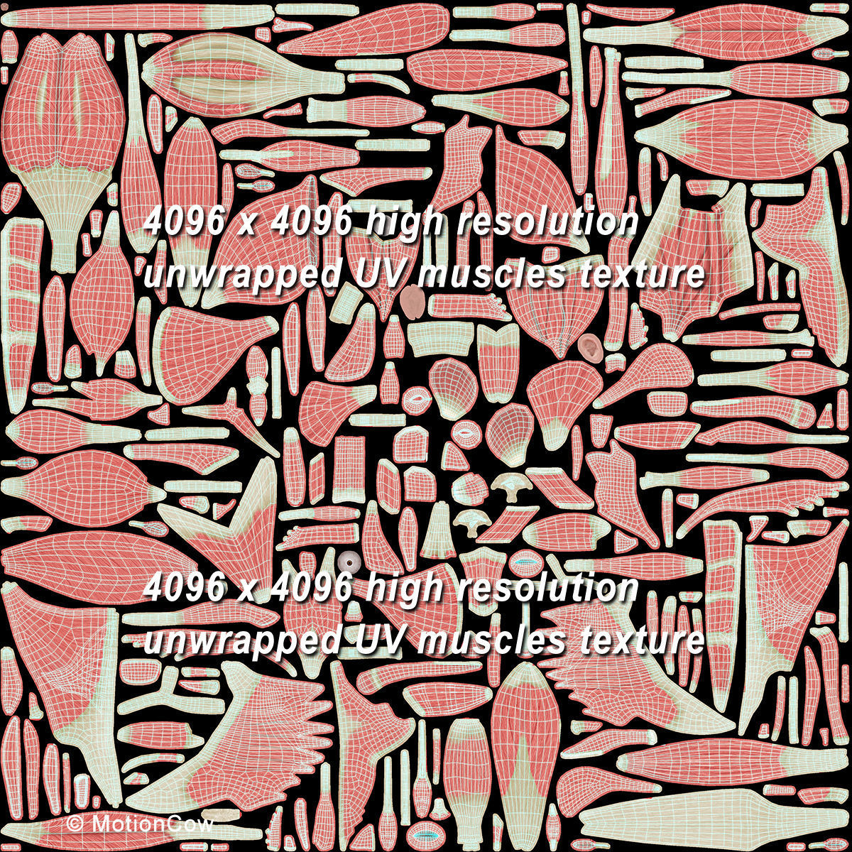 Ultimate Human Anatomy - Rigged 3D model_115