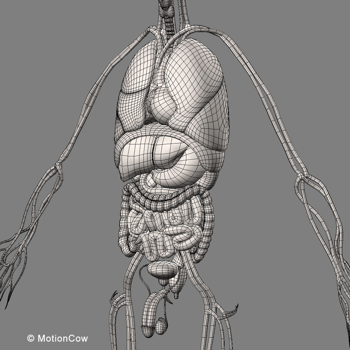 Ultimate Human Anatomy - Rigged 3D model_100