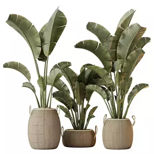 Plants Ravenala Banana Strelitzia Nicolai Bird Of Paradise Set08 3D model