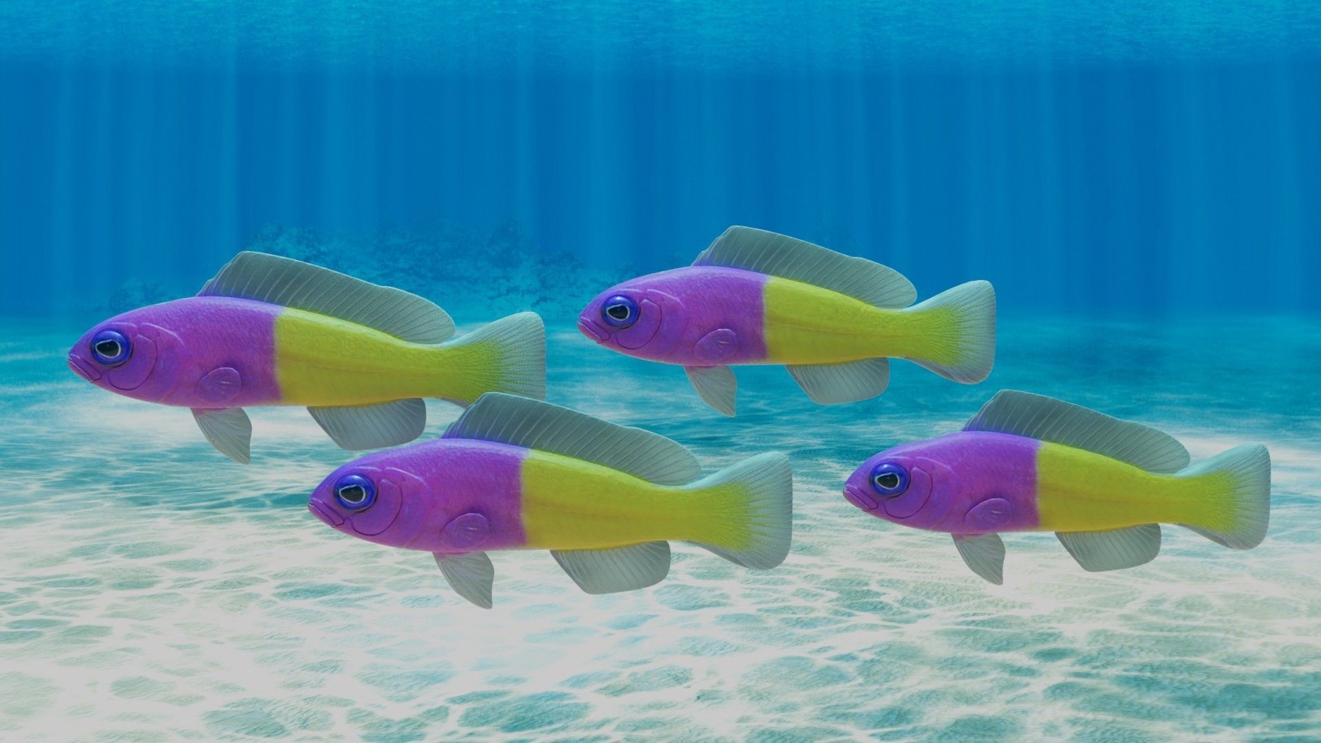 Bicolor Dottyback Fish 3D model_1