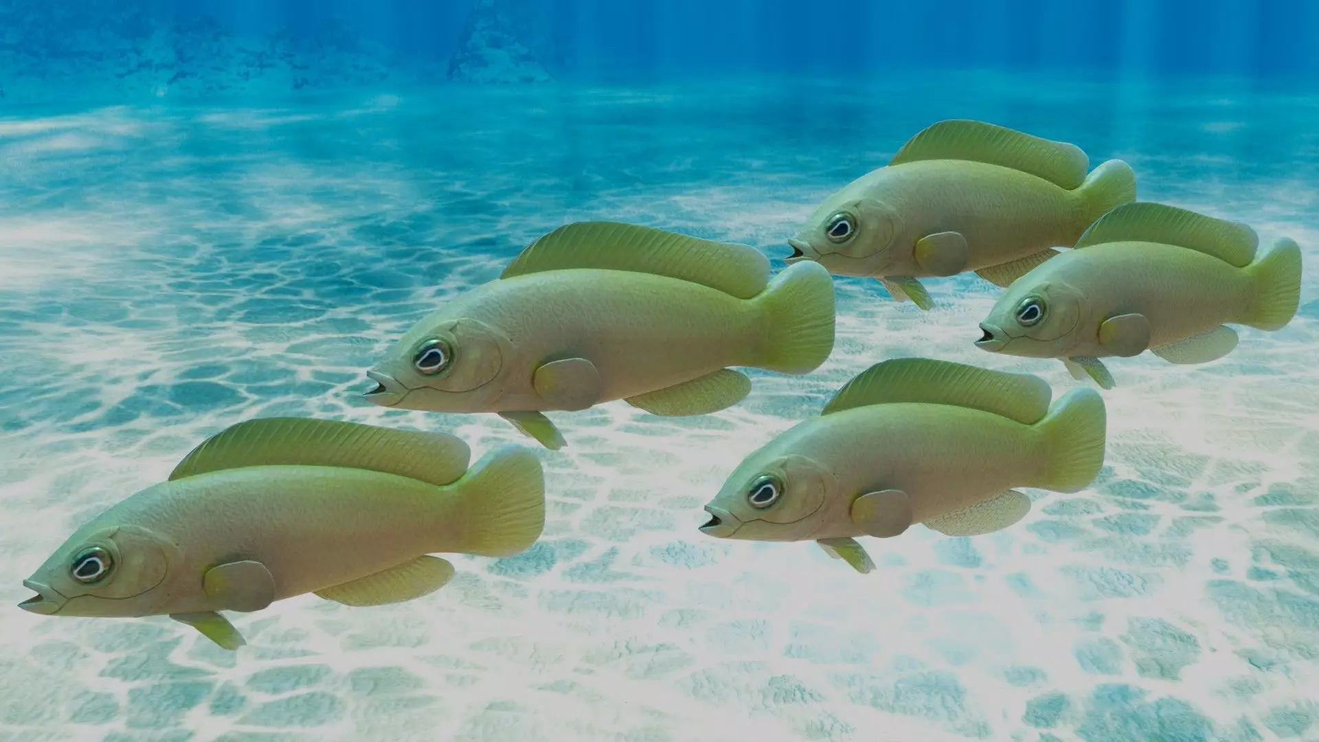 Yellow Dottyback Fish 3D model_0