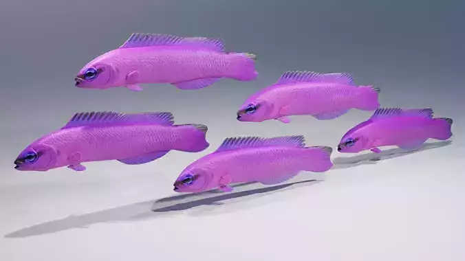 Orchid Dottyback Fish 3D model
