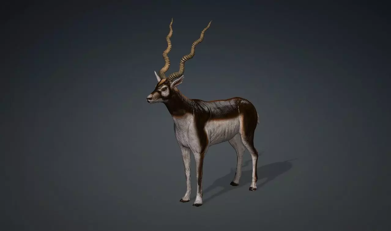 antilope 3d animal with motion Free 3D model