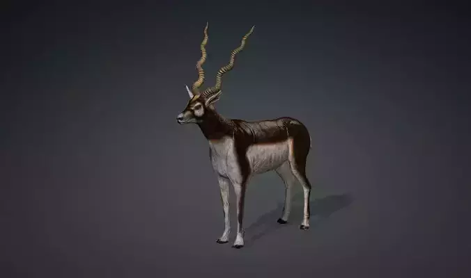 antilope 3d animal with motion