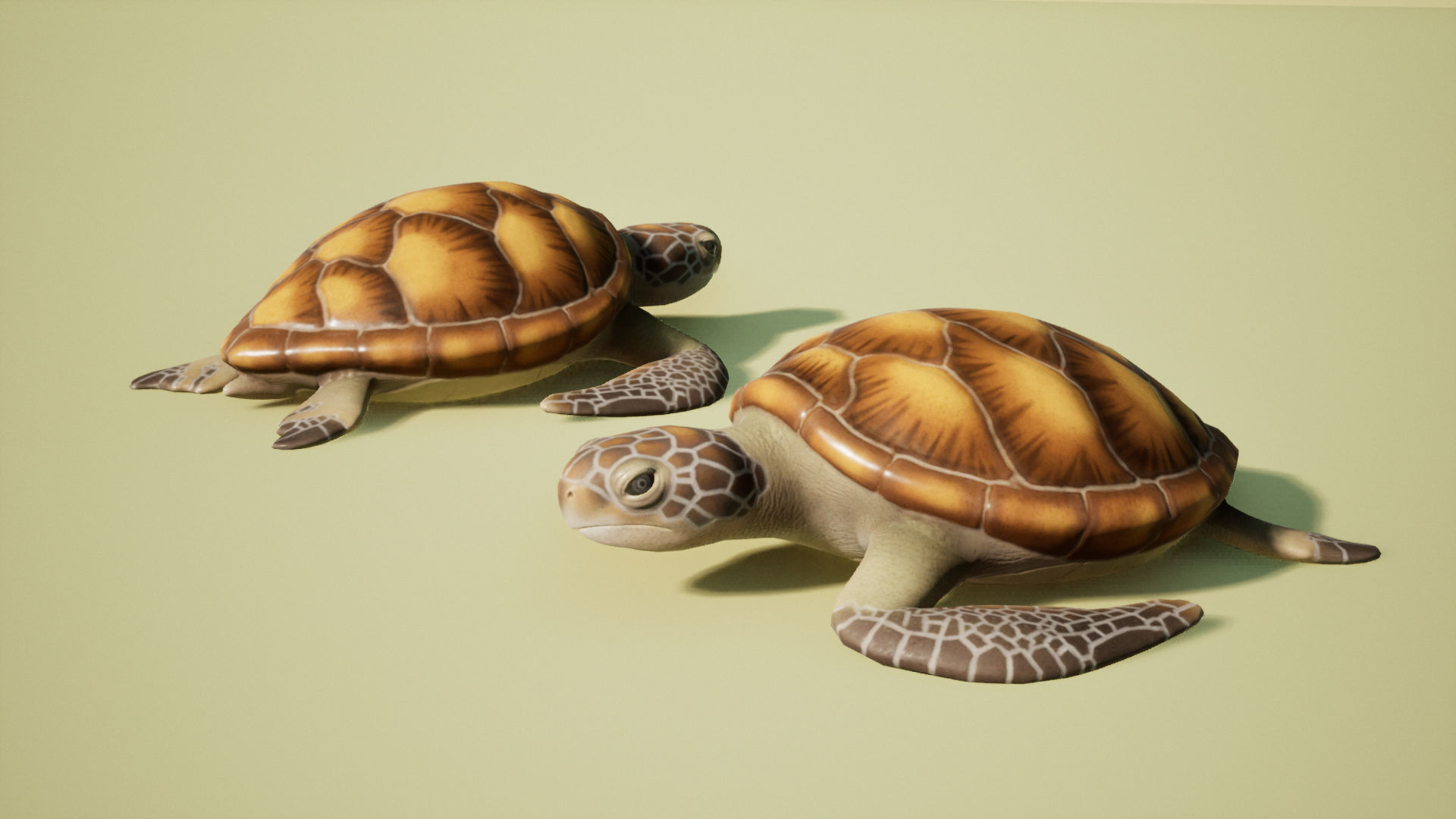 Sea turtle Low-poly 3D model_2