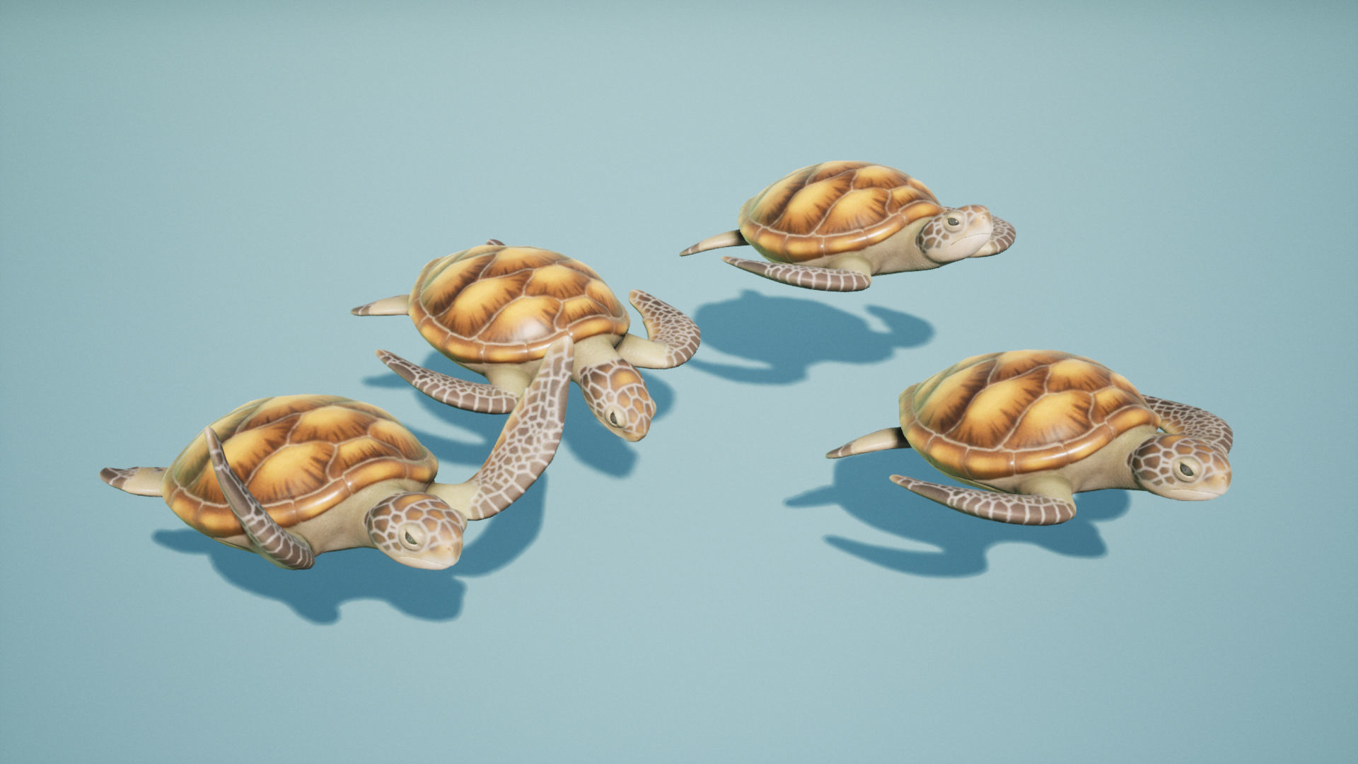 Sea turtle Low-poly 3D model_3