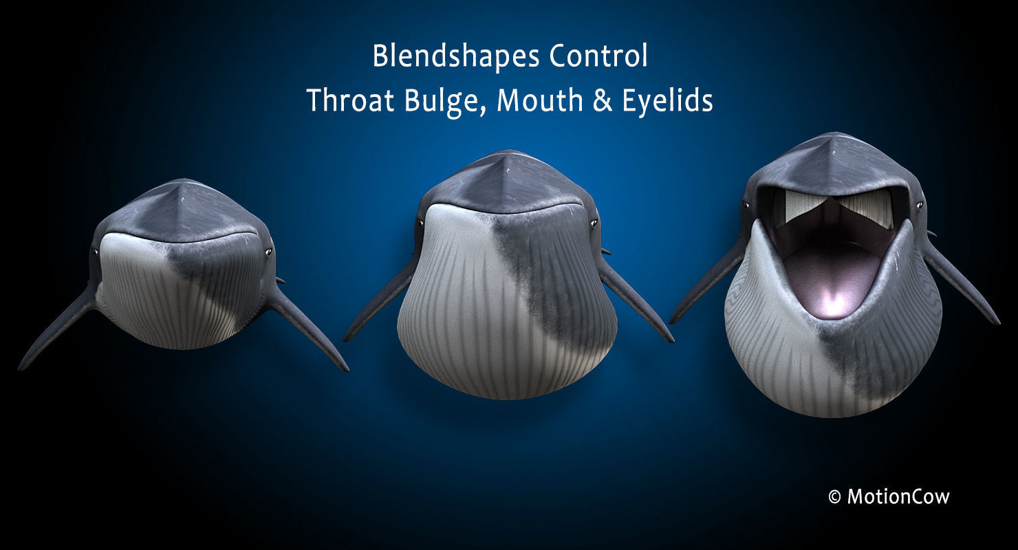 Fin Whale 3D model_14