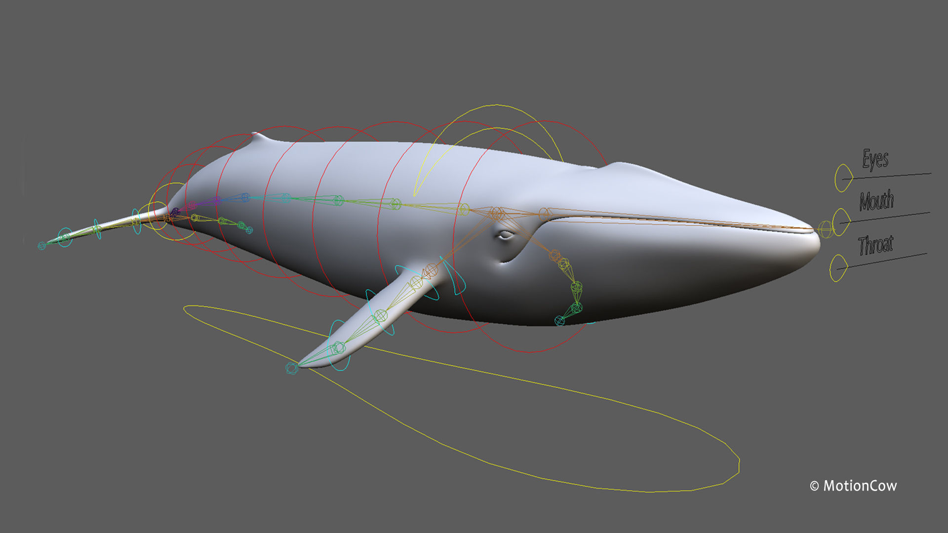 Fin Whale 3D model_26