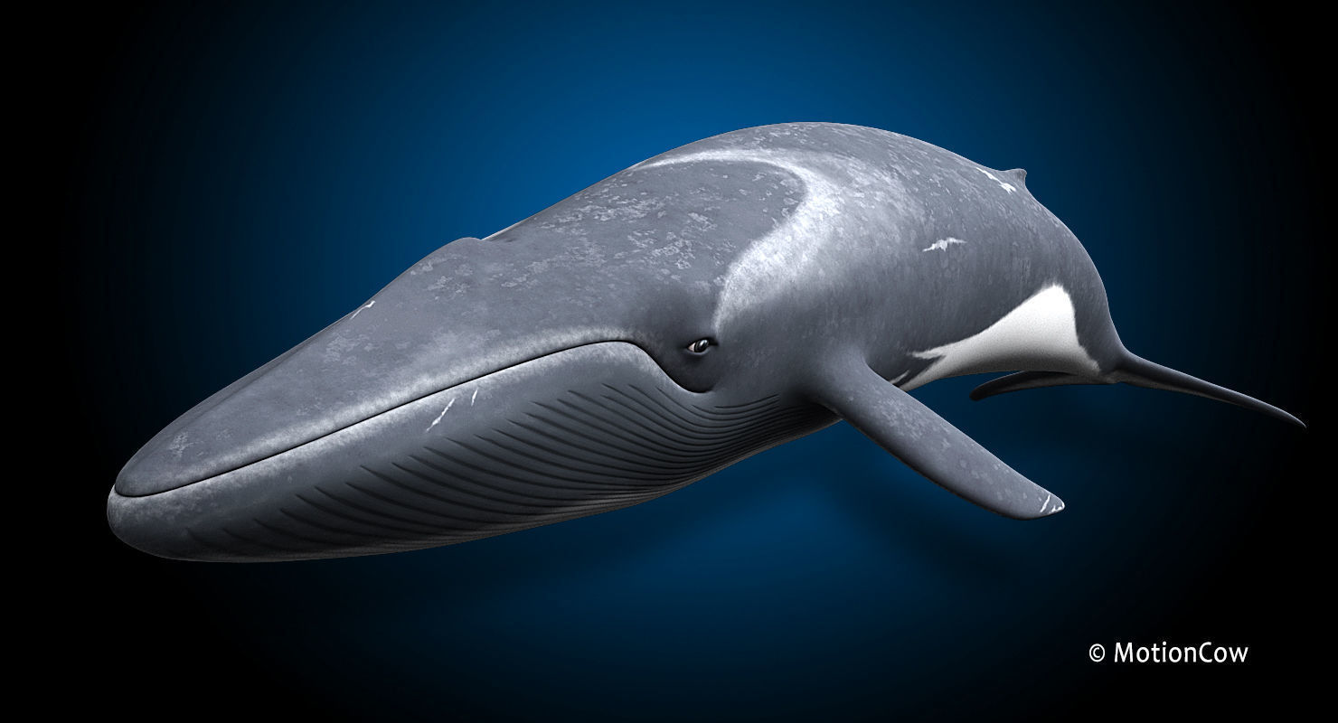 Fin Whale 3D model_23