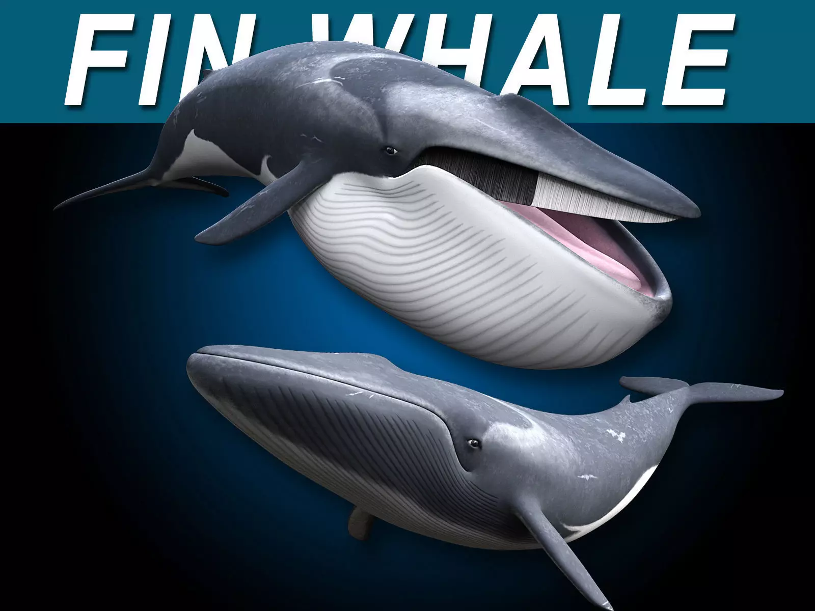 Fin Whale 3D model_0