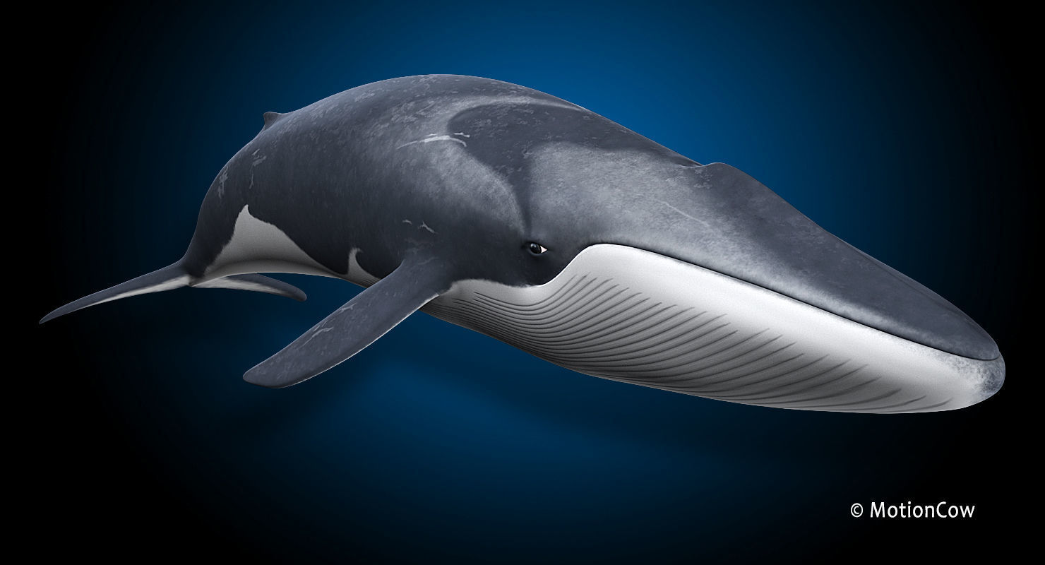 Fin Whale 3D model_24