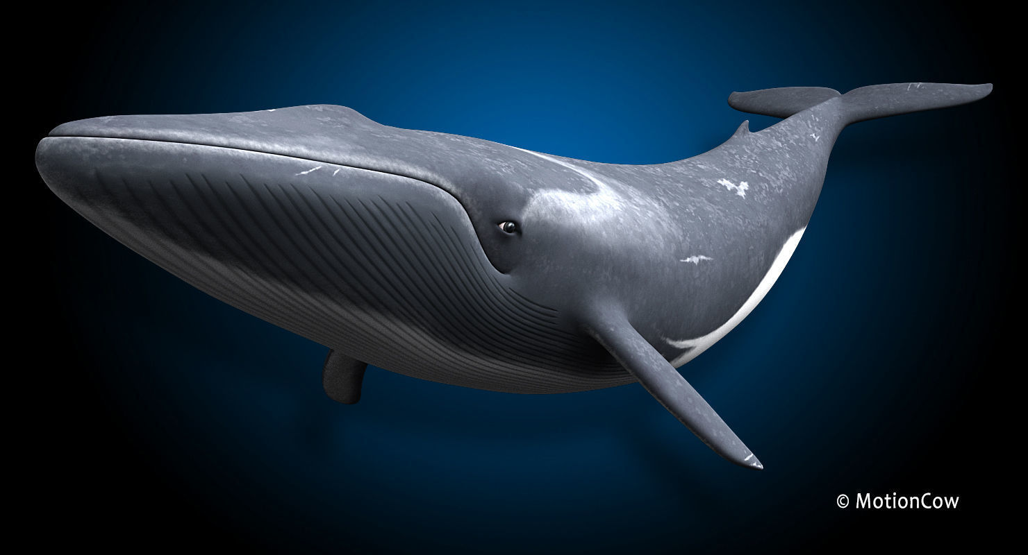 Fin Whale 3D model_11