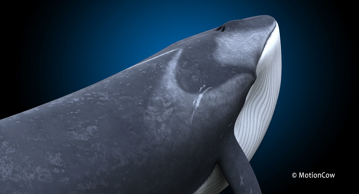 Fin Whale 3D model_21