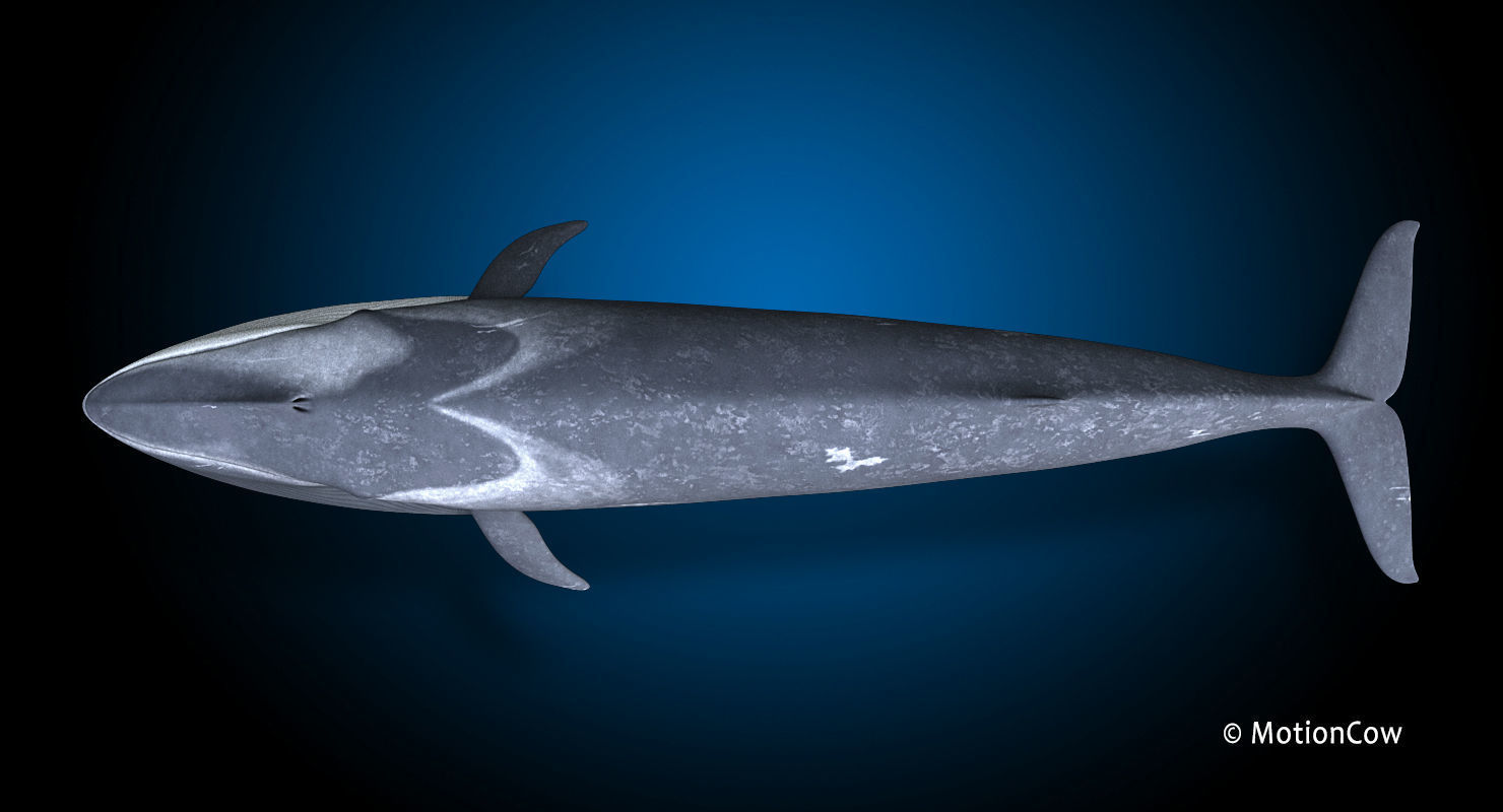 Fin Whale 3D model_16