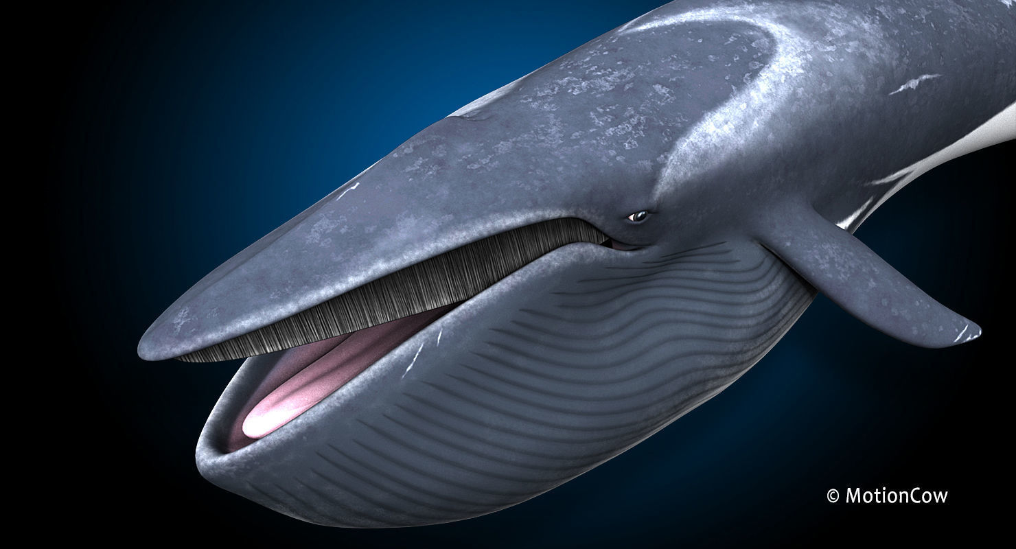 Fin Whale 3D model_19
