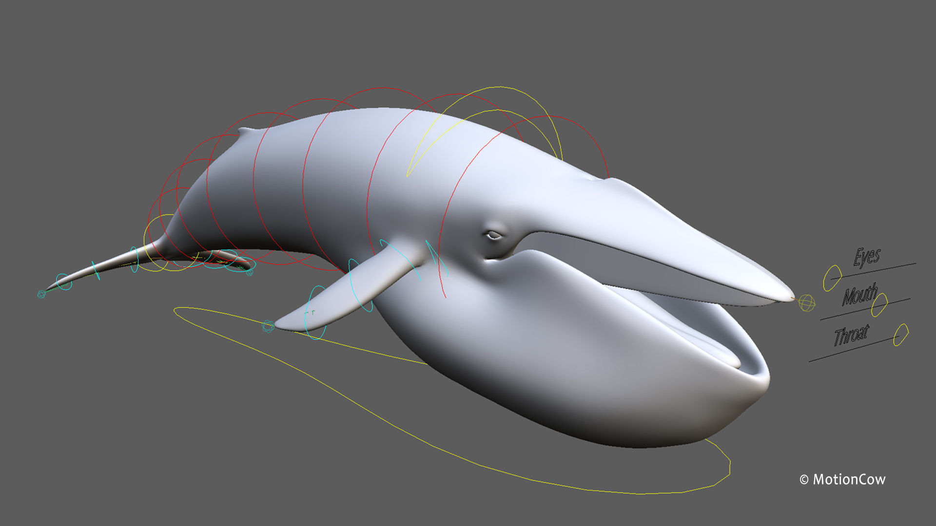 Fin Whale 3D model_25
