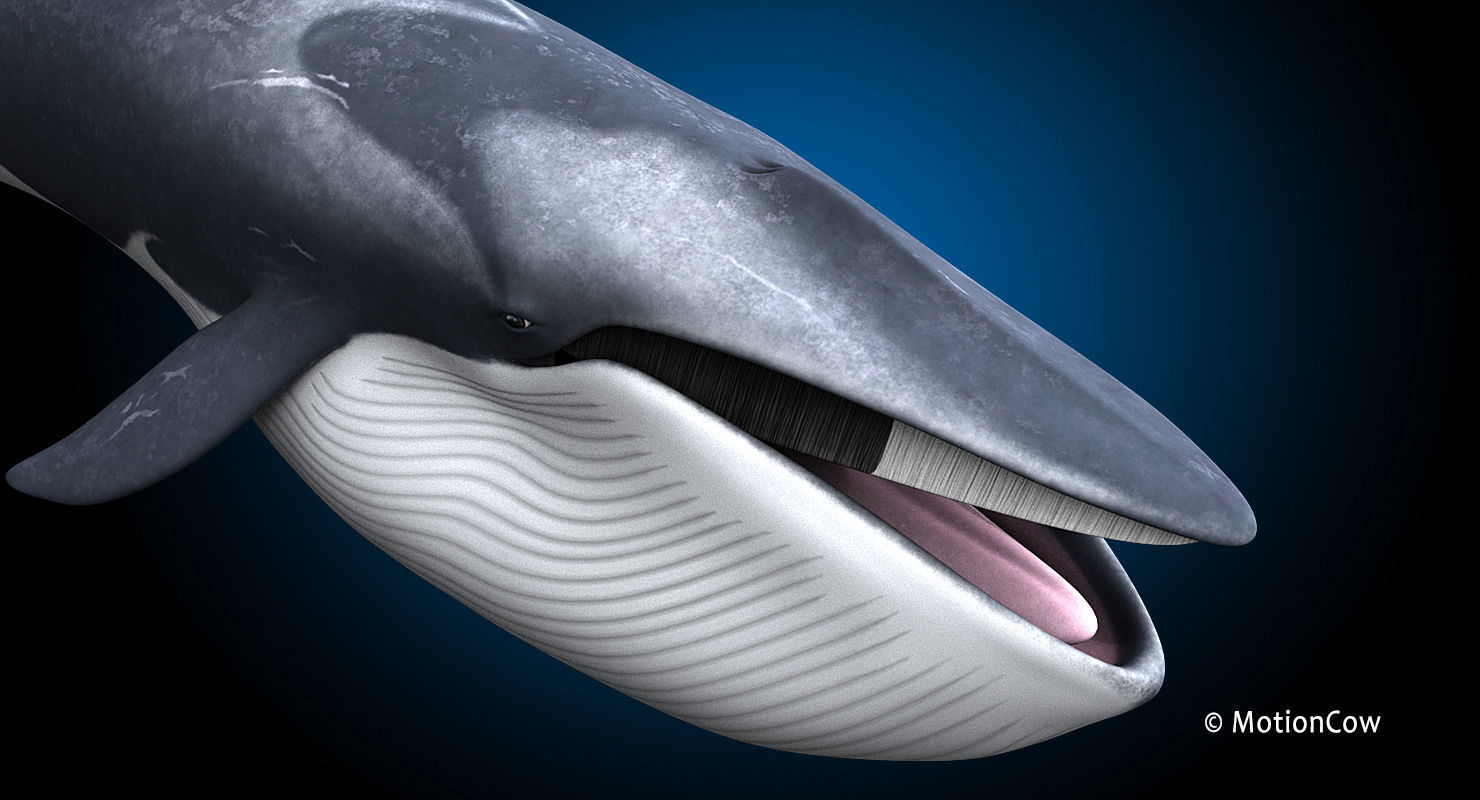 Fin Whale 3D model_20