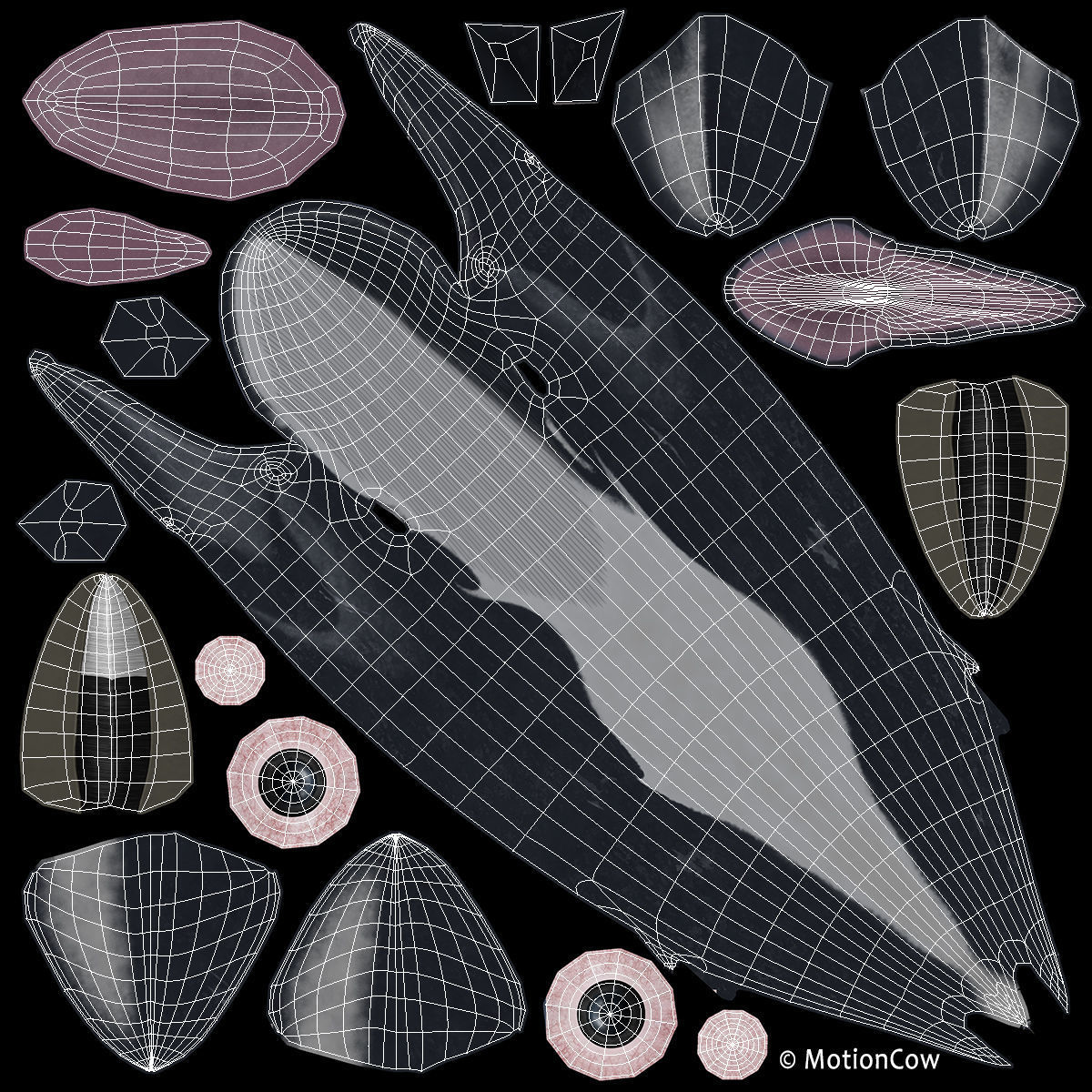 Fin Whale 3D model_29