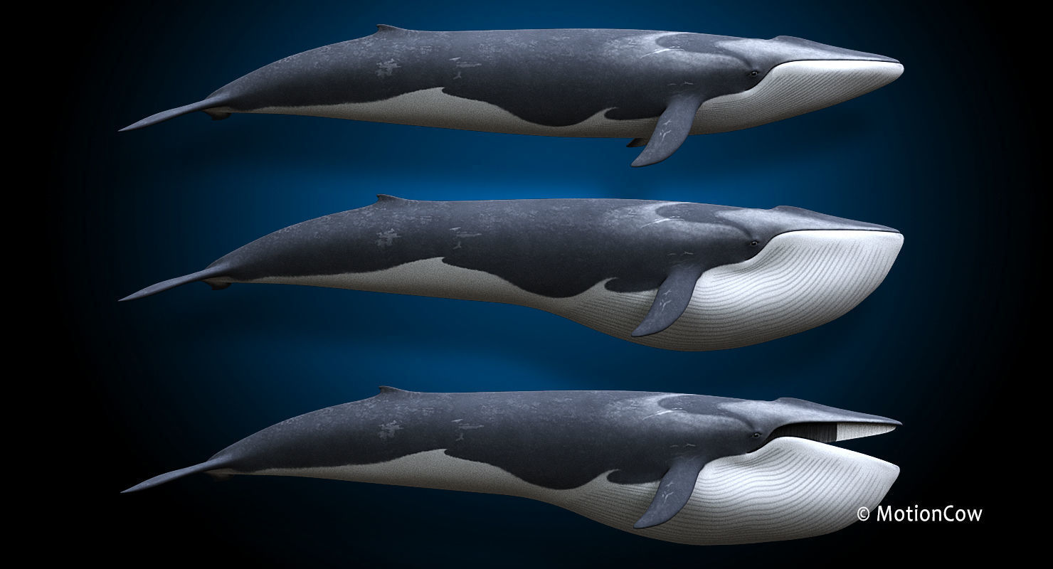 Fin Whale 3D model_12