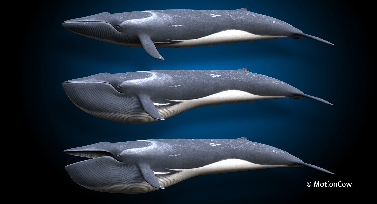 Fin Whale 3D model_13