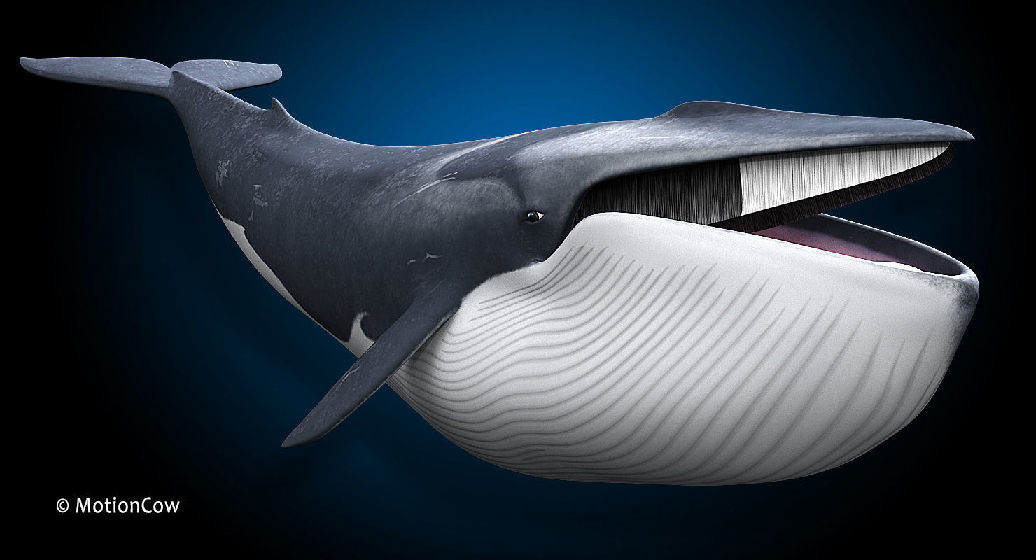 Fin Whale 3D model_2