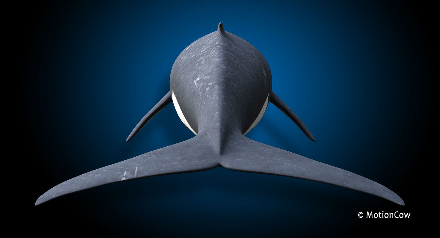 Fin Whale 3D model_15