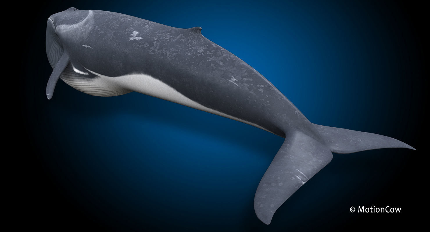 Fin Whale 3D model_18