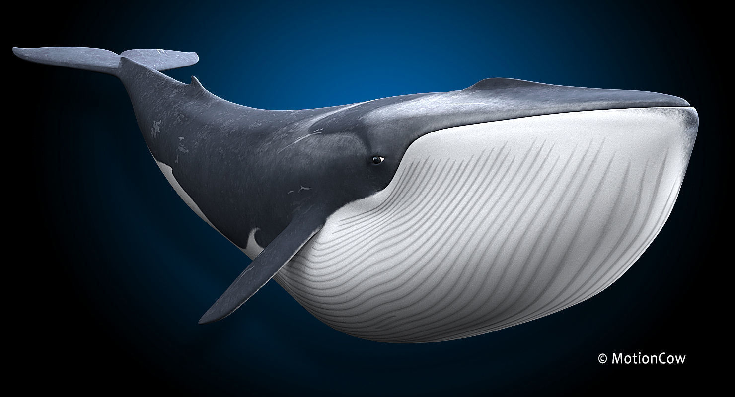 Fin Whale 3D model_8