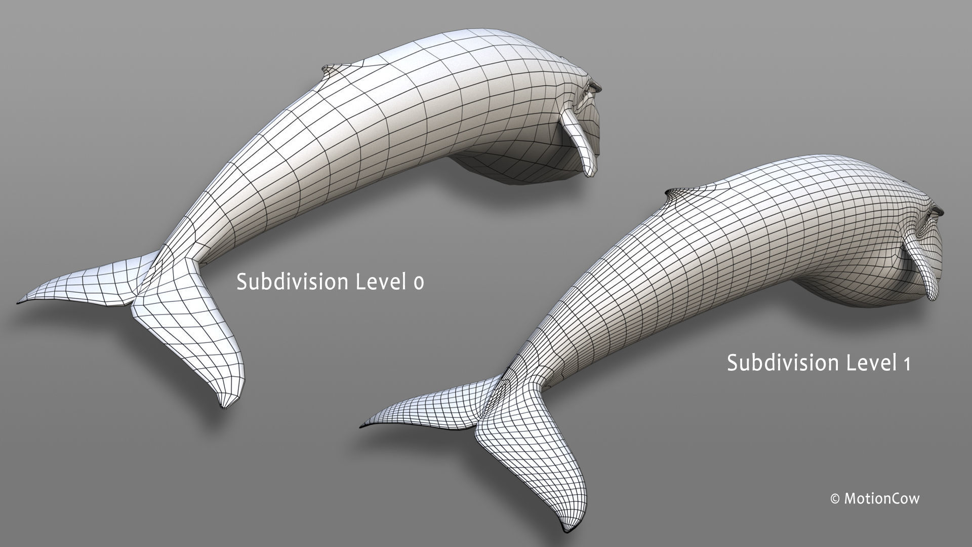 Fin Whale 3D model_28