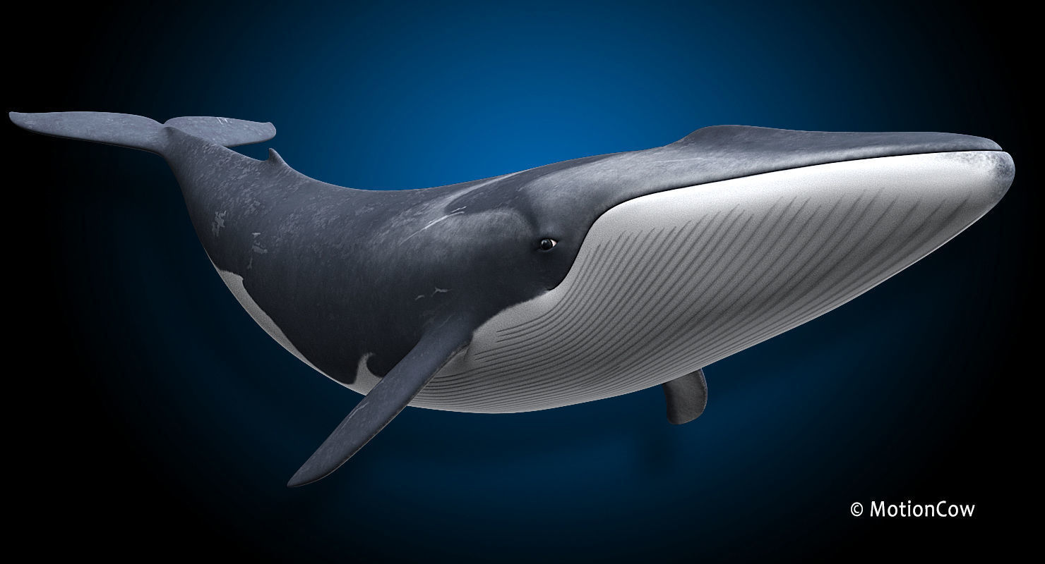 Fin Whale 3D model_10