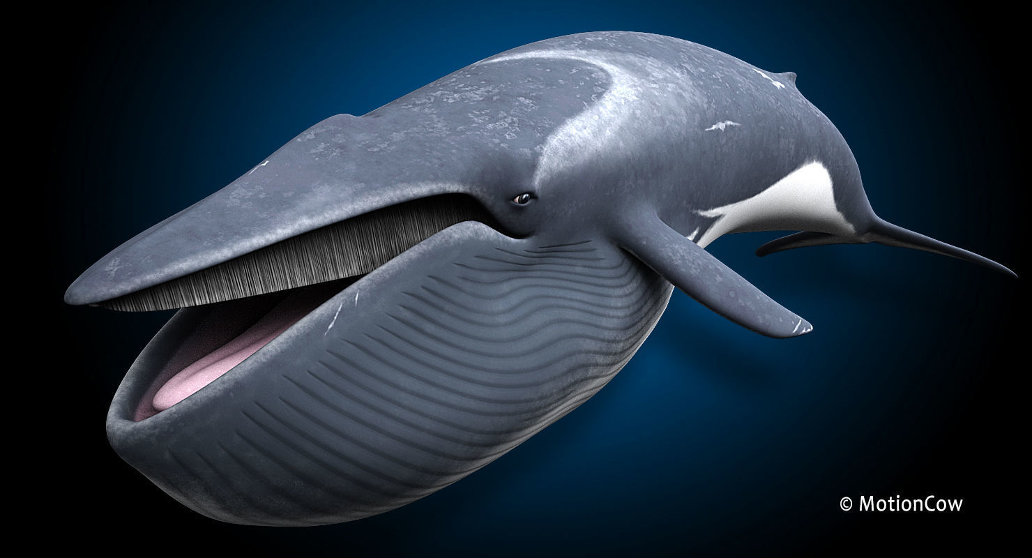 Fin Whale 3D model_7