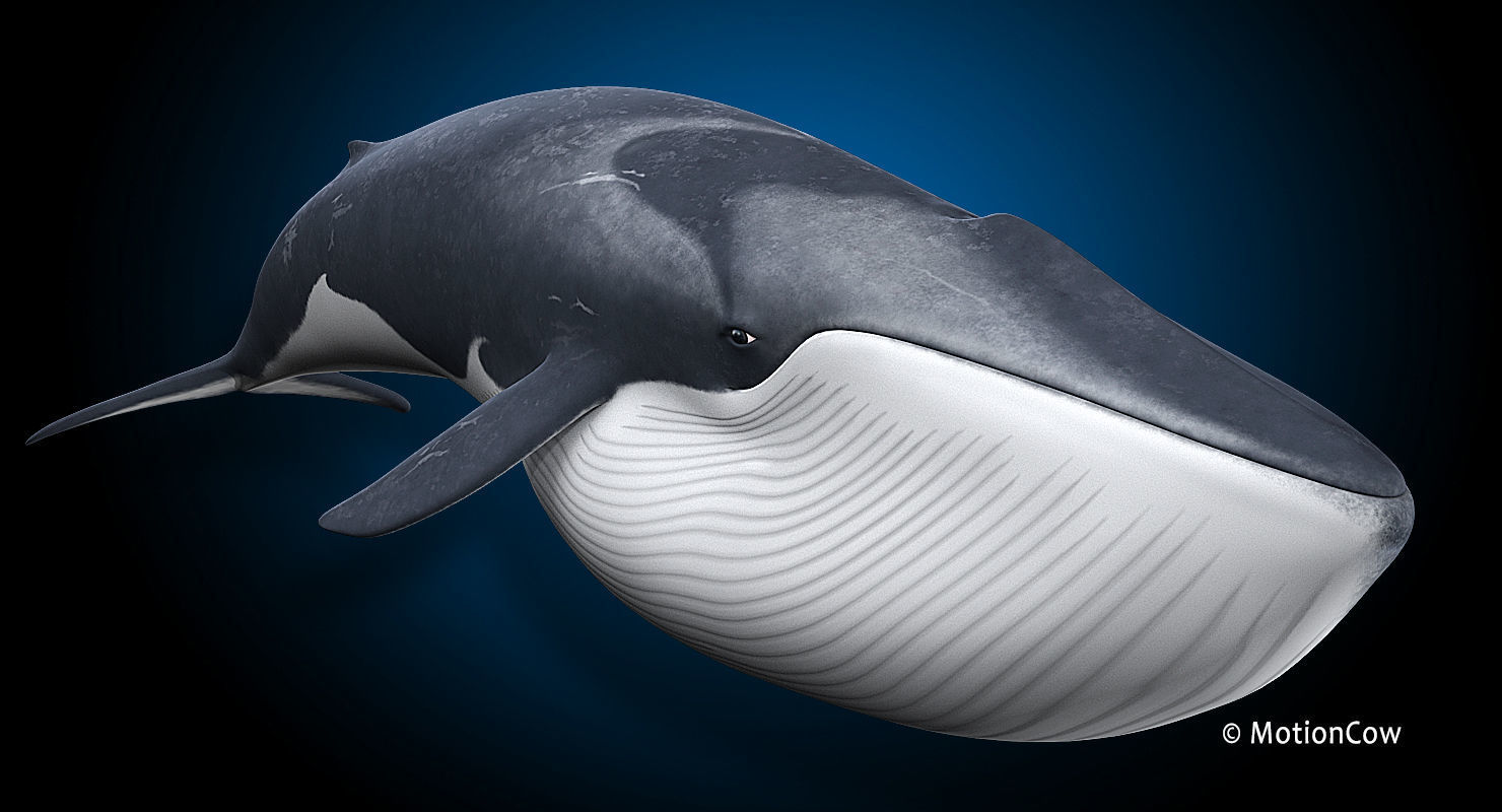 Fin Whale 3D model_4