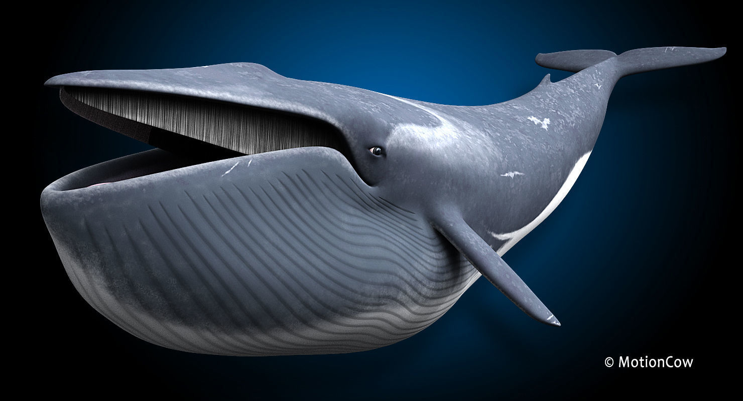 Fin Whale 3D model_3