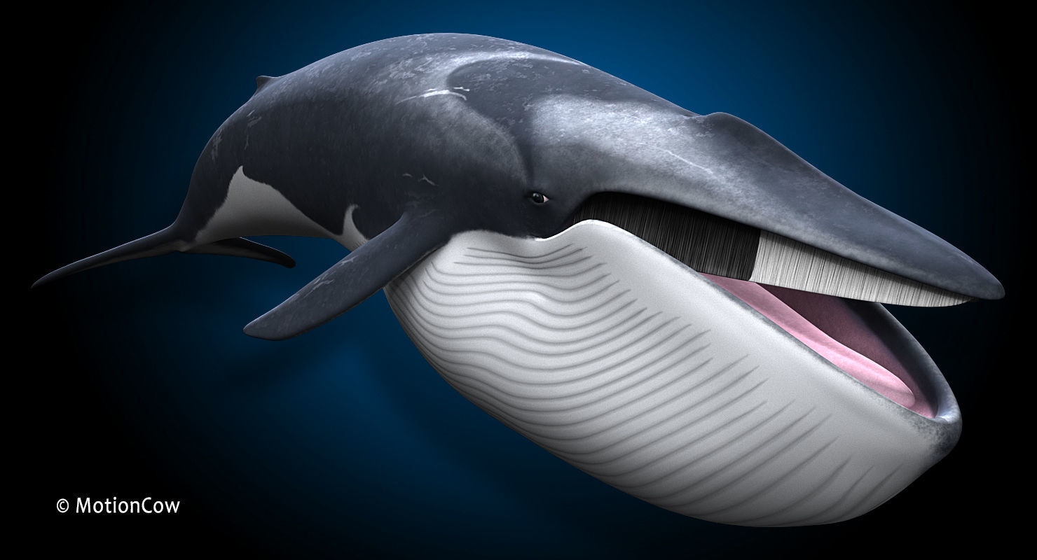 Fin Whale 3D model_6