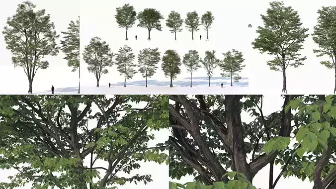 Collection of 3D models of landscape trees